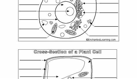 Animal And Plant Cell Worksheets Printable | Animal cells worksheet