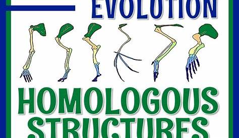 homologous structures worksheets answers