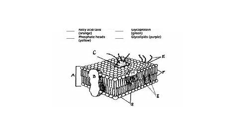 membrane structure worksheet answers