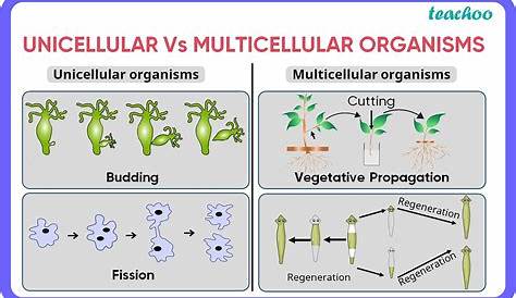 Difference b/w modes of reproduction in unicellular & multicellular