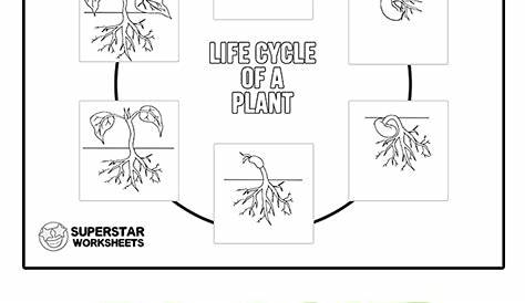 Plant Life Cycle Worksheets. Students can use these free life cycle of