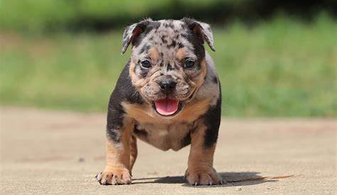 Micro Bully Dog For Sale - TarifSaliba.blogspot.com