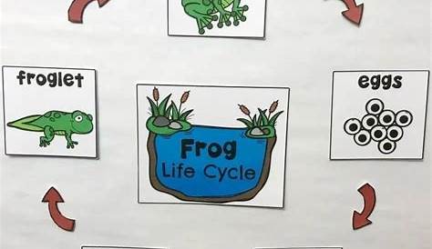 frog life cycle anchor chart