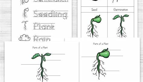 plant life cycle worksheet for kids