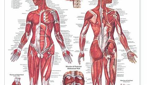 Reference Chart - Female Muscular System - Biologyproducts.com