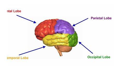 identify the lobes of the brain