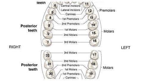 An Overview of Dental Anatomy | Dental, Dental anatomy, Dental fun facts