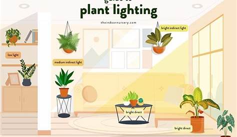 Plant Light | ciudaddelmaizslp.gob.mx
