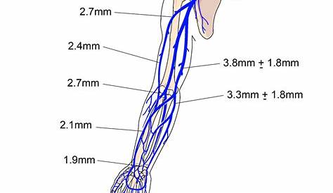 lower extremity vein diagram