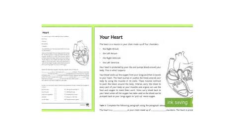Your Heart Worksheet / Worksheet - Science, biology, heart, body