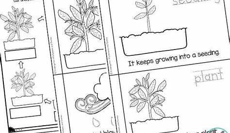 🌱 Plant Life Cycles Printable Emergent Reader and Worksheets