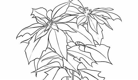 poinsettia colouring pages