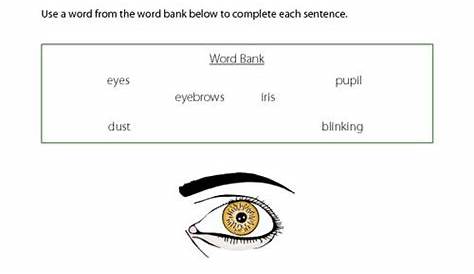 Science: Parts of the eye | Worksheet | PrimaryLeap.co.uk