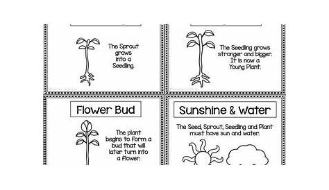 life cycle of a flower worksheet