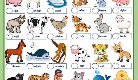 Animals Worksheet For Kindergarten Pdf - Worksheets