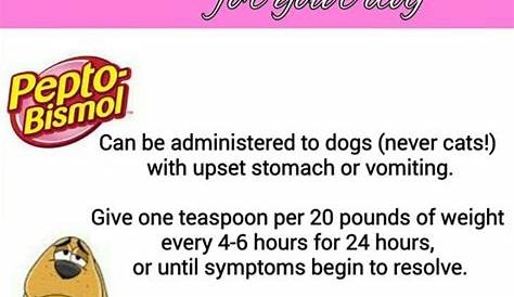 Pepto-Bismol for your dog | Dog remedies, Pepto, Dog care