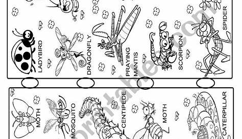 insect worksheets