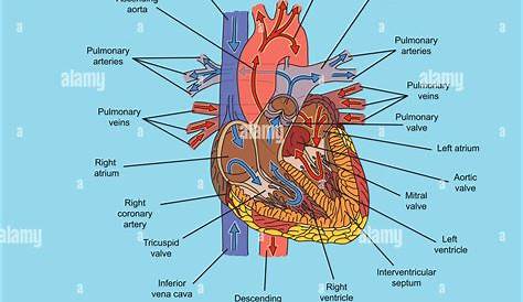 Structure of human heart and blood flow illustration Stock Photo - Alamy