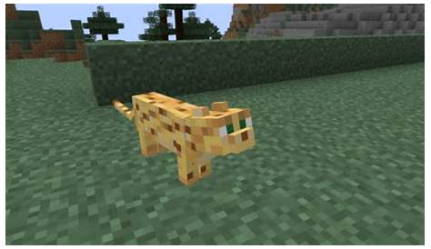 where to find a ocelot in minecraft