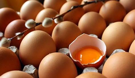 Fresh eggs Free Photo Download | FreeImages