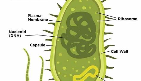 Bacterial cell anatomy in flat style. Vector modern illustration