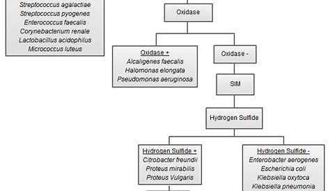Microbiology Lab 14 Unknown Bacteria Flow Chart