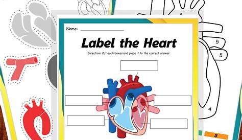 human heart worksheets