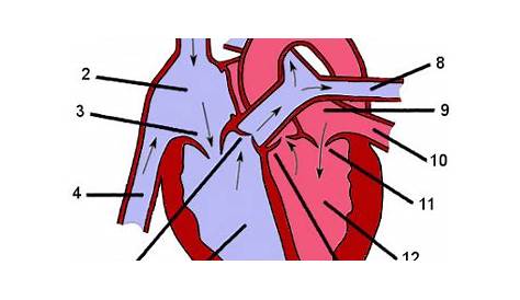 Free Anatomy Quiz - The Anatomy of the Heart - Quiz 1