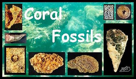 Coral, Fossils, Kentucky Geological Survey, University of Kentucky