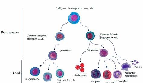 hematopoietic stem cell facts