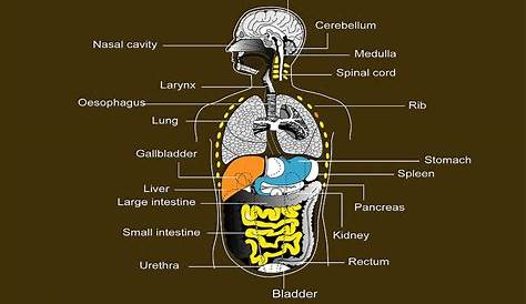 human anatomy chart organs