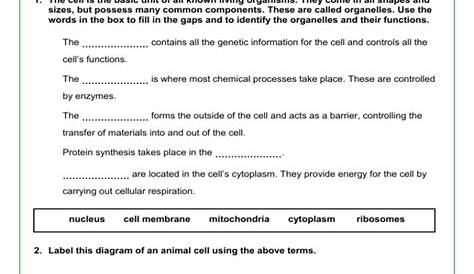 Cells Worksheet