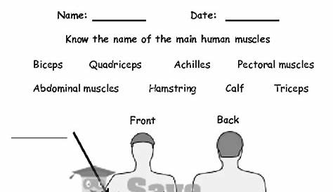 human muscles worksheet