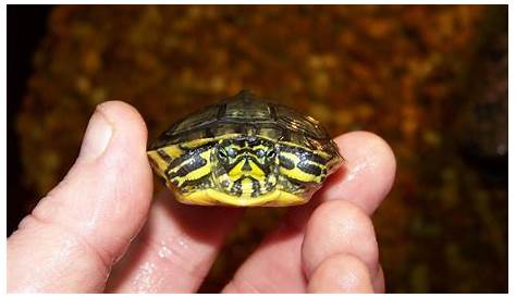 Camouflage Yellow Bellied Sliders - exotic tortoises | yellow belly