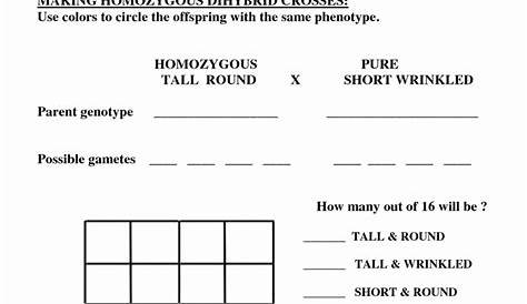 monohybrid cross worksheet answer
