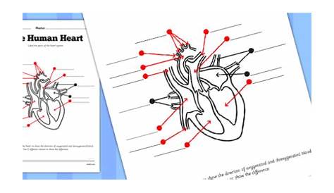30 Label The Heart Worksheet - Label Design Ideas 2020