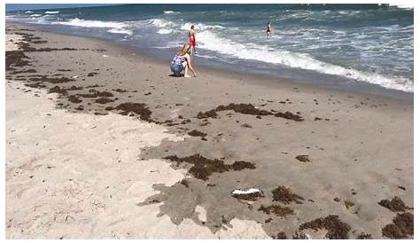 Beachgoers, Businesses Worry as Red Tide Found Off Brevard