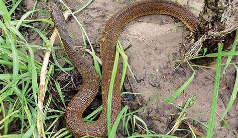 Common Snakes In Oklahoma Pictures