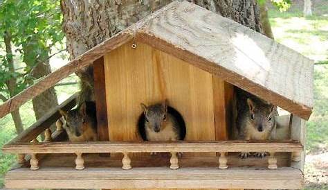 squirrel house building plans