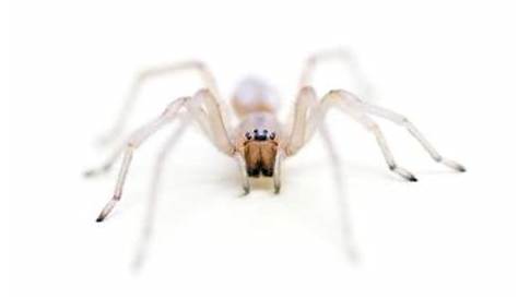 Common House Spiders in Wisconsin | Sciencing