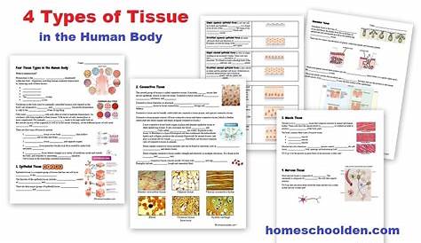 types of tissues worksheets