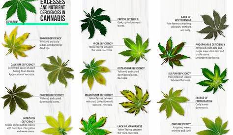 weed plant deficiency chart