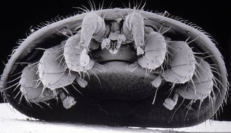 Varroa mite under a microscope | Texas Apiary Inspection Service (TAIS)