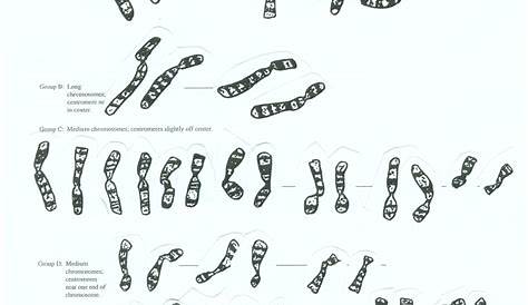 human karyotype worksheet answers