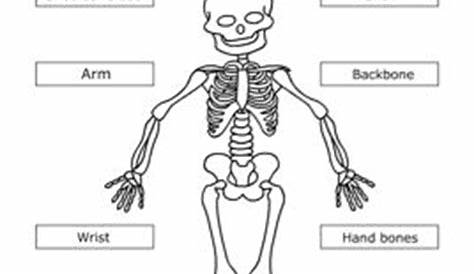 label skeleton worksheets