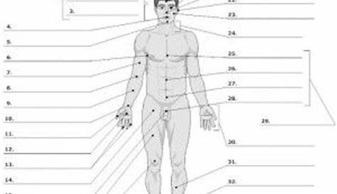 human anatomy worksheets