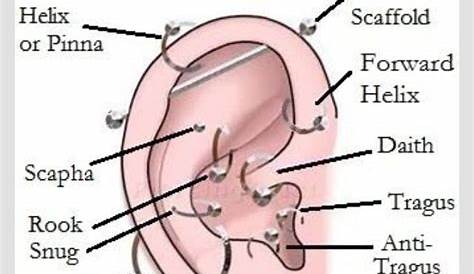 diagram of ear piercings