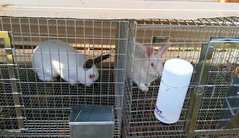 Homestead Catholic: New Meat Rabbit Breeding Stock