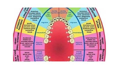 Meridian tooth chart. Teeth to organs relationship Teeth Health