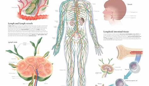 activity for lymphatic system